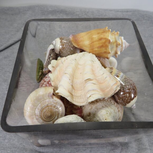 REAL Sea Shells & thick glass square vase 5" tall & wide OVER 4 POUNDS - Picture 8 of 16